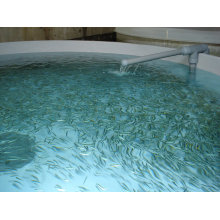 FRP Fish Farm Plastic Fish Tank /Round Fish Tank